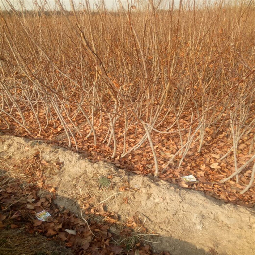 大棉球山楂苗种植示范基地宁夏