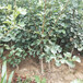 甜红籽山楂苗种植技术指导安徽省