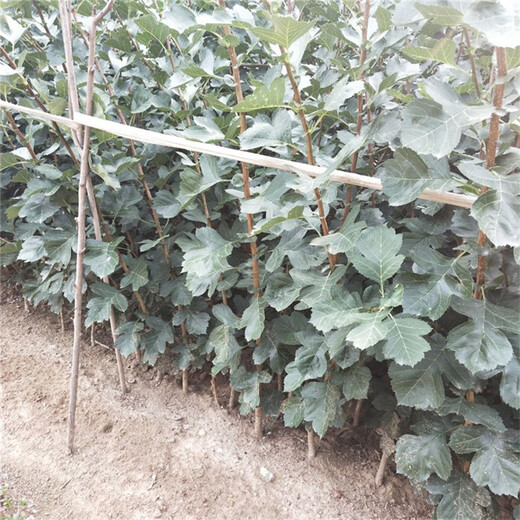 山楂苗种植方法青海省