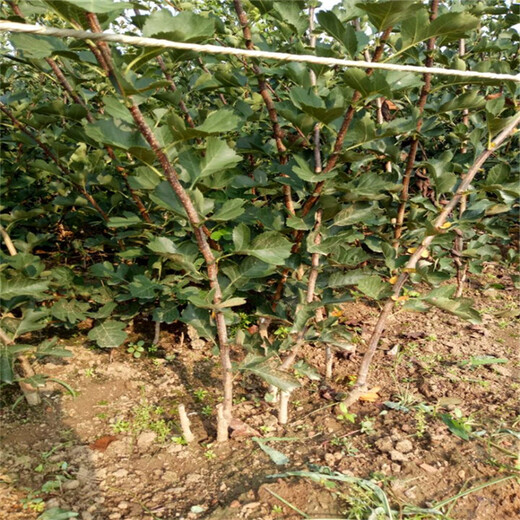 甜山楂苗种植方法浙江省