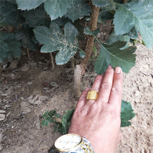 甜红籽山楂苗品种多成活率好天津