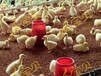 发酵床养肉鸭育雏期应该如何管理