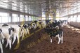 发酵床养牛提高犊牛成活率！