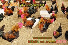 发酵床养鸡给养殖户带来哪些优势图片3