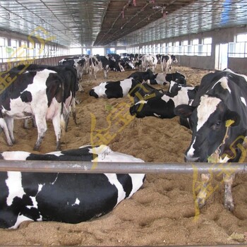 干撒式生态发酵床让您养牛不烦恼！