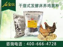 发酵床养鸡给养殖户带来哪些优势图片2