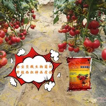 金寶貝微生物菌劑種植西紅柿品質(zhì)優(yōu)圖片