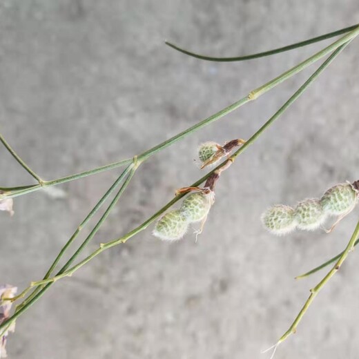 赤峰花棒种子价格,花棒苗子