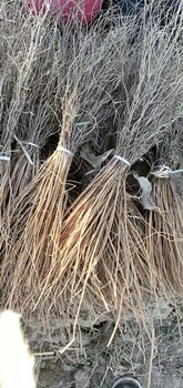 哈密花棒種子種植基地