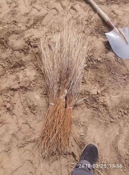 寧夏花棒種子批發(fā)報(bào)價(jià)