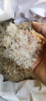 林芝從事梭梭種子、梭梭苗子,梭梭苗子