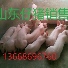 仔猪销售价格全国仔猪批发行情走势图片