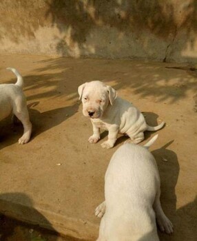 杜高犬多少钱一条杜高犬养殖场杜高犬价格