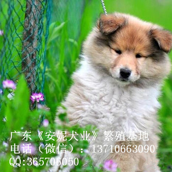 出售纯种苏格兰牧羊犬广州苏牧一只多少钱