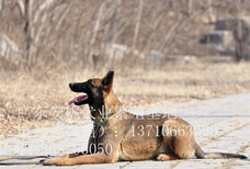 珠海马犬价格纯种马犬多少钱一只马犬图片图片5