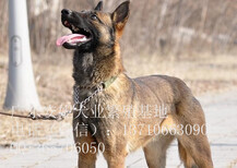 珠海马犬价格纯种马犬多少钱一只马犬图片图片1