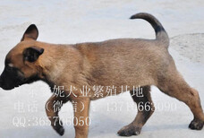 珠海马犬价格纯种马犬多少钱一只马犬图片图片3