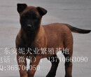出售赛级精品纯种马犬广州马犬一只多少钱图片