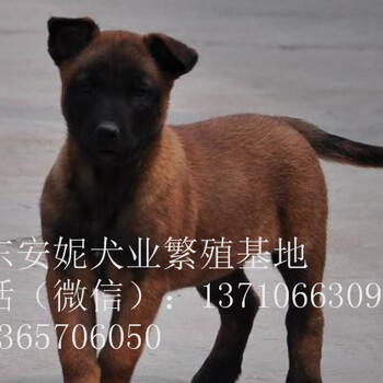 东莞马犬价格纯种马犬多少钱一只马犬图片