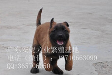 珠海马犬价格纯种马犬多少钱一只马犬图片图片2