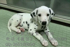 广州斑点狗价格纯种斑点狗售价多少斑点狗图片图片2