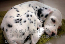 广州斑点狗价格纯种斑点狗售价多少斑点狗图片图片1