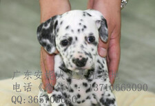 广州斑点狗价格纯种斑点狗售价多少斑点狗图片图片0
