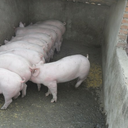 山東商品仔豬繁殖基地