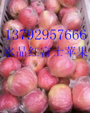 山东红富士苹果热销中图片