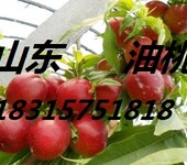 山东藤木苹果产地苹果种植基地60以上苹果产地价格，沂水苹果代办