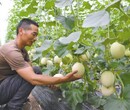 临沂甜瓜种植基地，山东甜瓜产地批发价格山东甜瓜