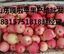 临沂苹果产地批发价格嘎啦苹果75以上0.6毛图片