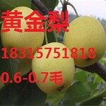 山东冷库土豆产地批发价格。3两以上荷兰15土豆批发多少钱一斤