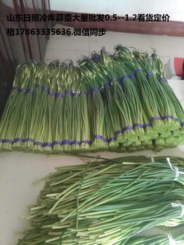 莒县冷库蒜苔批发价格江苏蒜苔价格，河南蒜苔批发价格，白帽冷库蒜苔价格