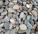铺路鹅卵石3-5cm、园林绿化鹅卵石多少钱一吨图片