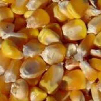 采购玉米高粱小麦大米大豆碎米糯米