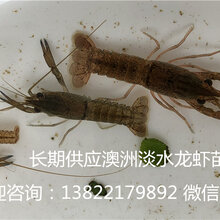 澳洲淡水龙虾苗澳洲淡水小龙虾养殖高效率技术图片