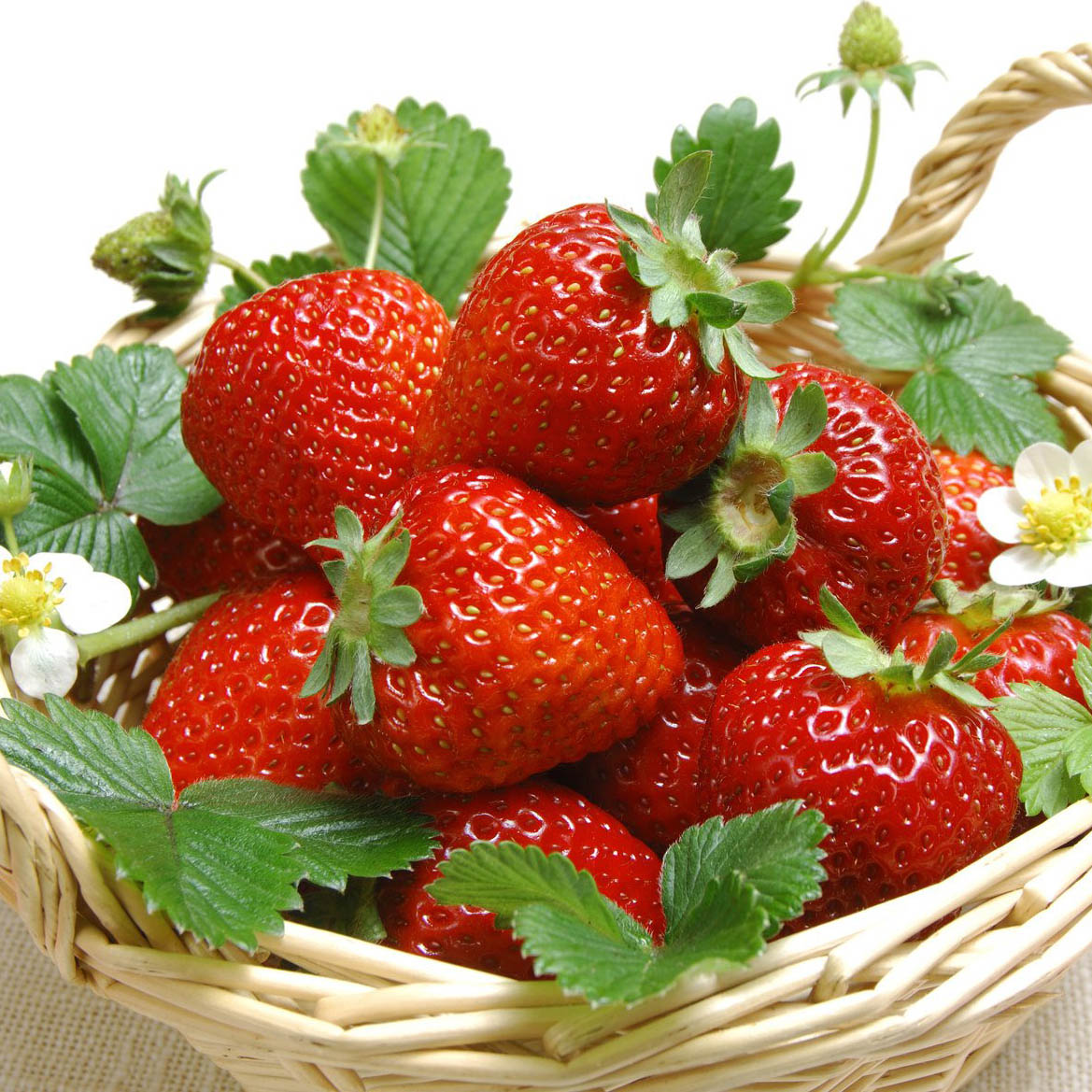 赛娃草莓苗苗夏季管理什么地方适宜草莓苗苗生长
