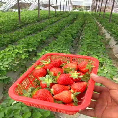 冬天可以栽植草莓苗苗嘛草莓苗苗深加工市场草莓苗苗价格v