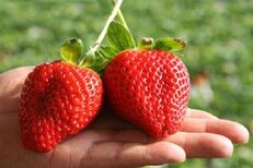 冬天可以栽植草莓苗苗嘛草莓苗苗深加工市场草莓苗苗价格v图片2