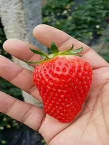 冬天可以栽植草莓苗苗嘛草莓苗苗深加工市场草莓苗苗价格v