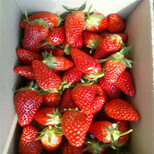 赛娃草莓苗苗夏季管理什么地方适宜草莓苗苗生长图片5