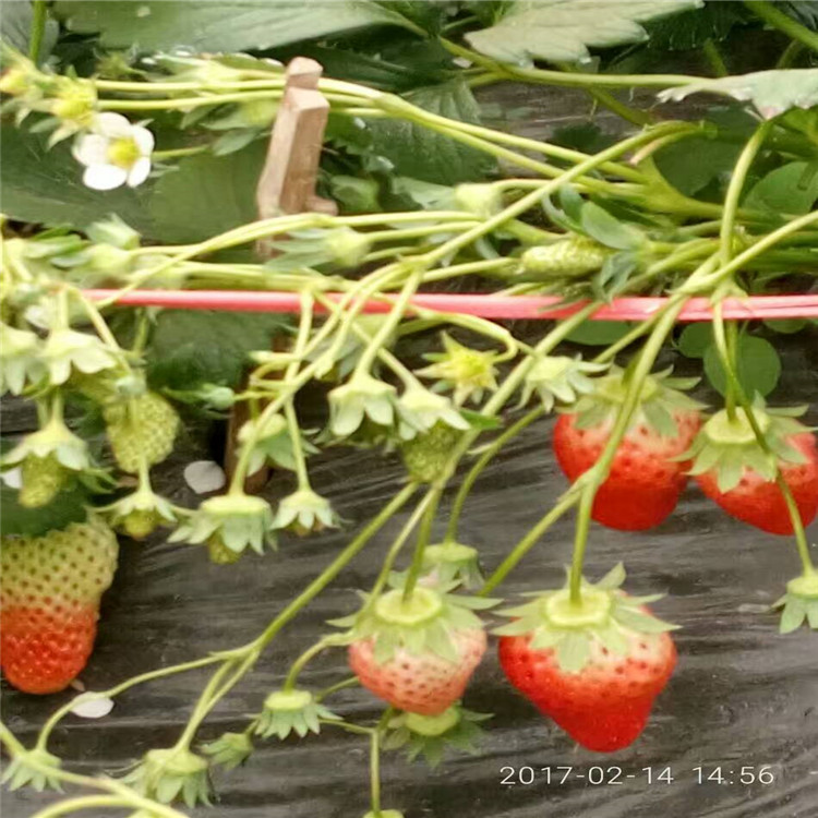 当年结果草莓苗3草莓苗苗夏季管理草莓苗需要的快来