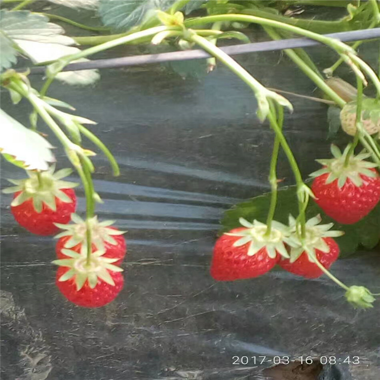 当年结果草莓苗3草莓苗苗夏季管理草莓苗需要的快来