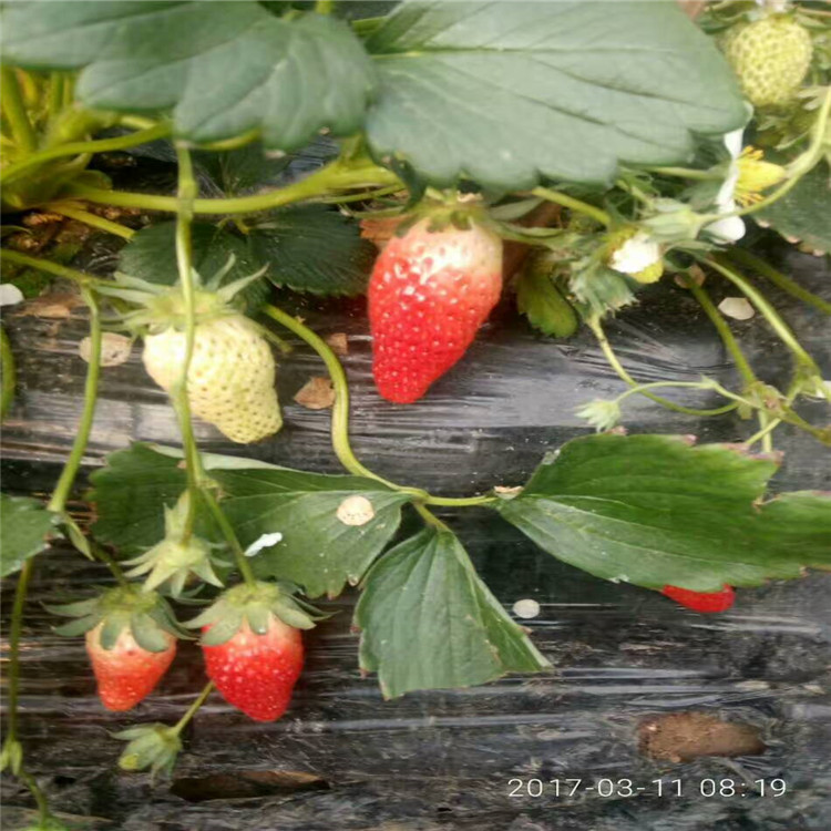 赛娃草莓苗苗夏季管理什么地方适宜草莓苗苗生长