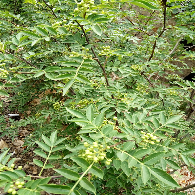 中山1公分花椒苗态度改变，