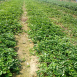 冬天可以栽植草莓苗苗嘛草莓苗苗深加工市场草莓苗苗价格v图片1
