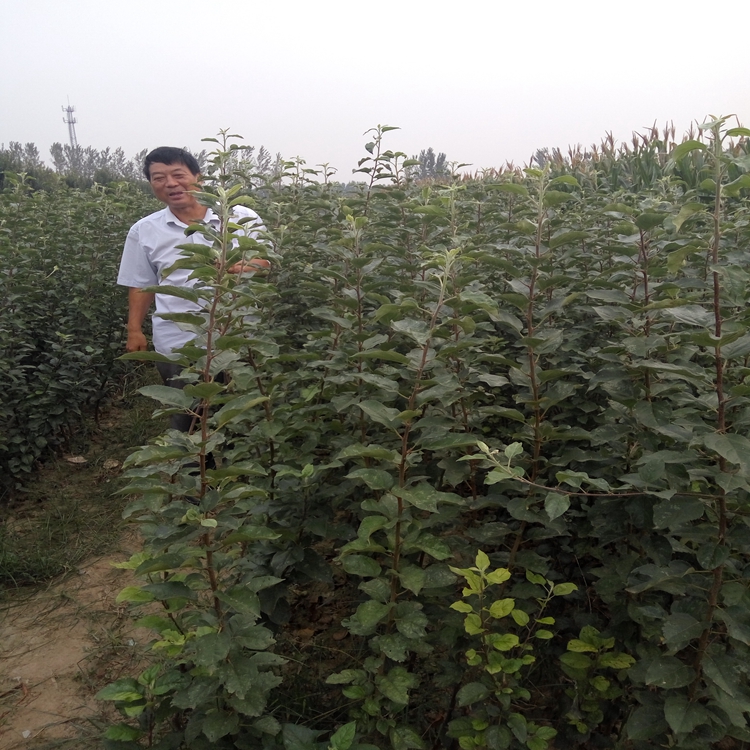 山南地区苹果苗实验基地种苗有保障10