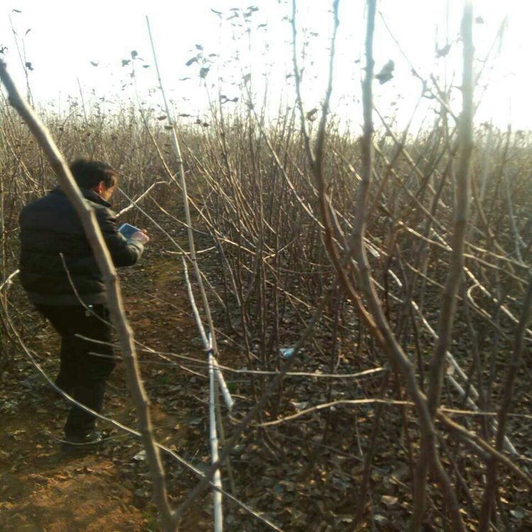 山南地区苹果苗实验基地种苗有保障10