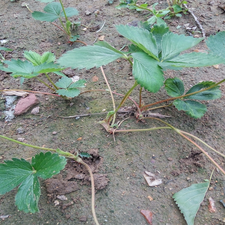 全草莓苗刮风朔州市草莓苗苗木脱毒